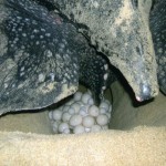 leatherback-turtle-nest.jpg