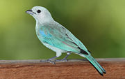 blue-gray-tanager