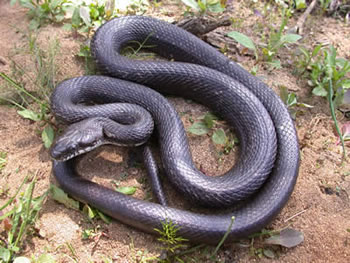 the black rat snake 