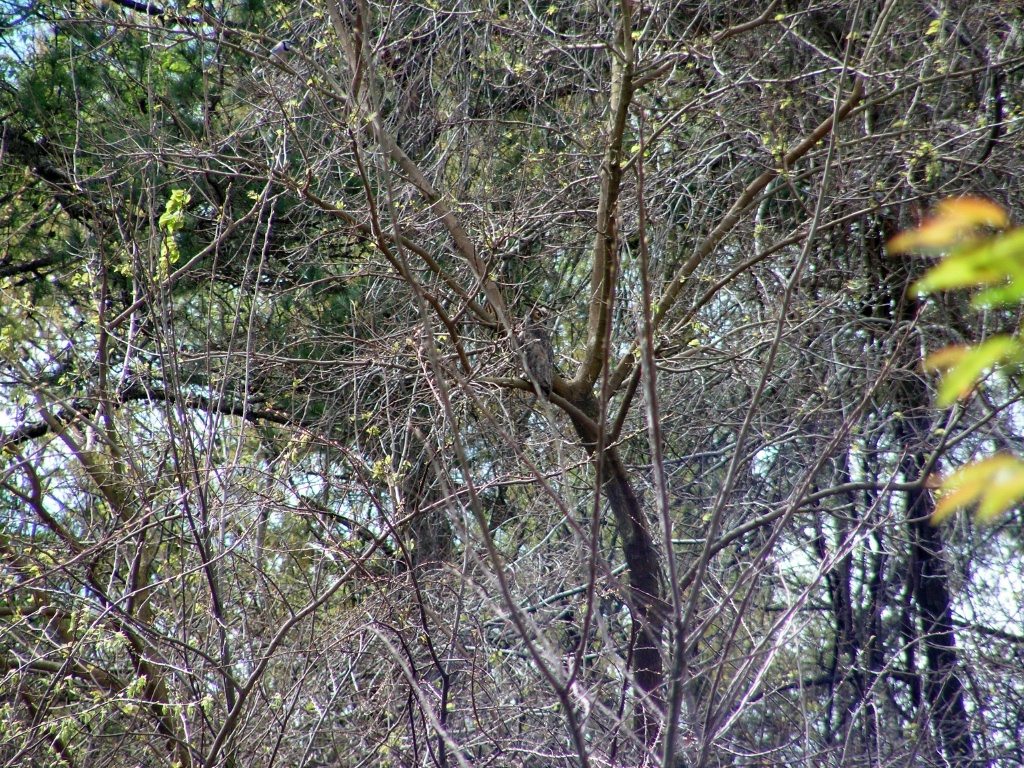 The owl in the trees.  Kinda like Where's Waldo.  