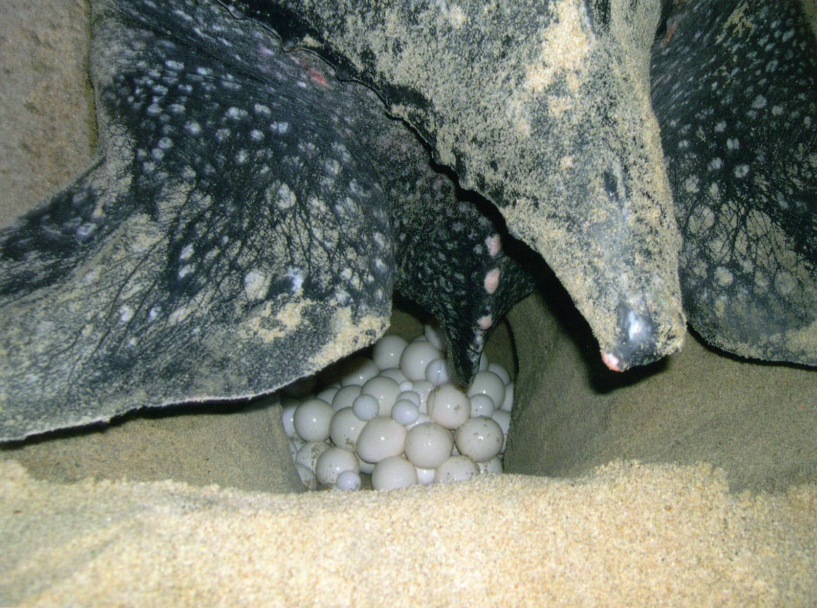 a Leatherback nest 