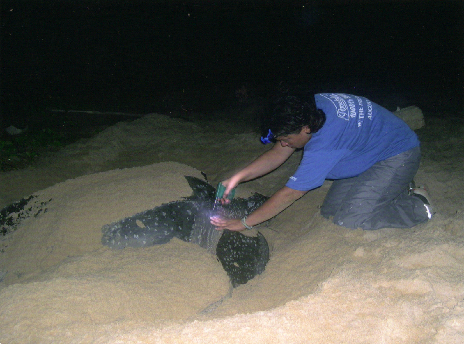 Micro-chipping a leatherback turtle.  