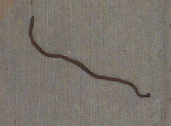 Worm or Snake