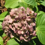 The electric blue of the hydrangeas have dried to gray.