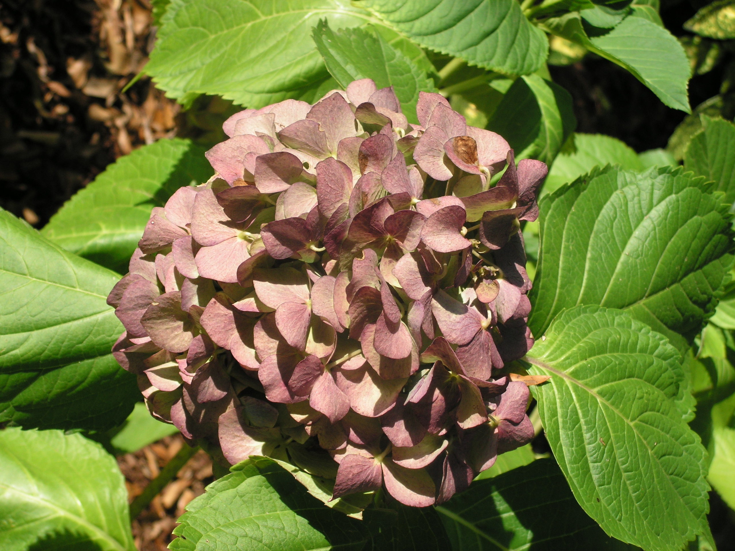 The electric blue of the hydrangeas have dried to gray.  