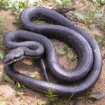 a black rat snake