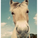 Horses. Hope. Healing: a retreat for cancer survivors 